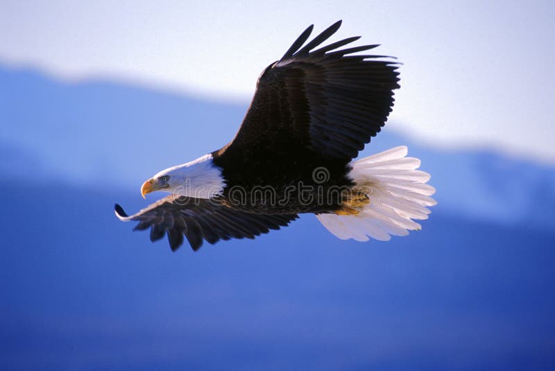 Bald Eagle in flight soaring in mid-air. Bald Eagle in flight soaring in mid-air