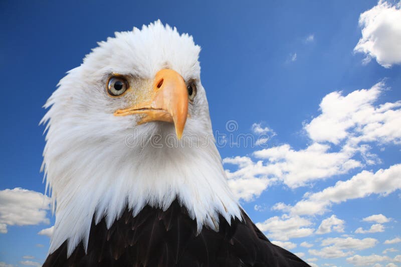 Bald eagle (Haliaeetus leucocephalus) against a blue sky, wide angle. Bald eagle (Haliaeetus leucocephalus) against a blue sky, wide angle.