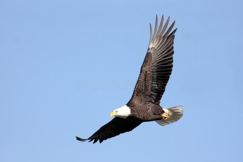 Adult Bald Eagle (haliaeetus leucocephalus) in flight against a blue sky. Adult Bald Eagle (haliaeetus leucocephalus) in flight against a blue sky