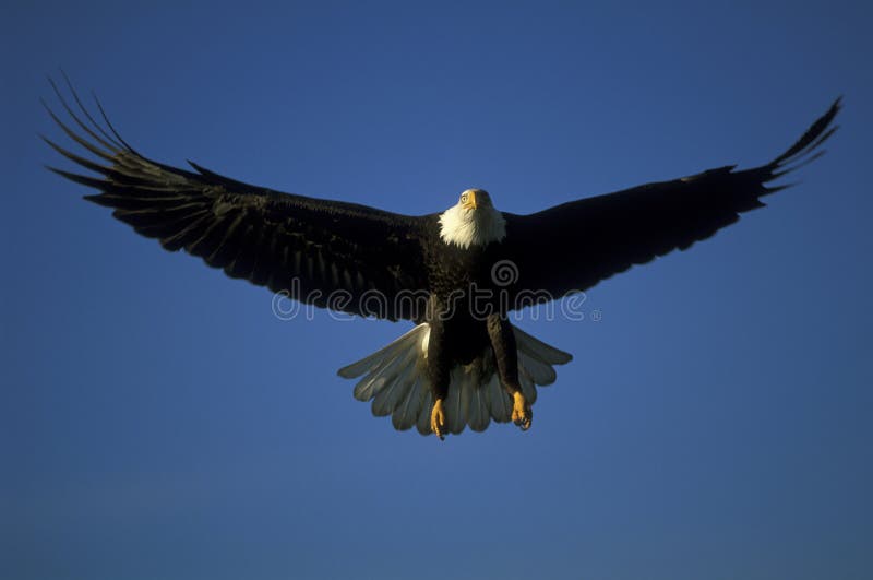 Flying bald eagle - America - predator. Flying bald eagle - America - predator