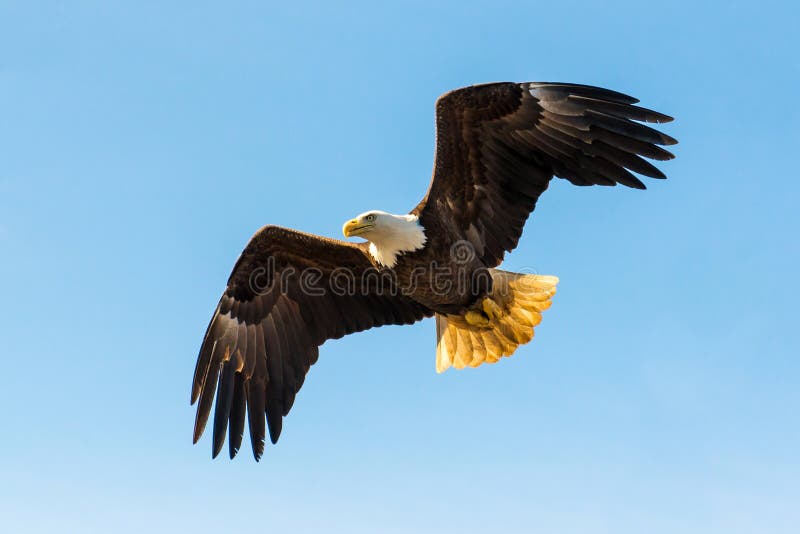 North American Bald Eagle in mid flight, hunting along river wat. North American Bald Eagle in mid flight, hunting along river wat