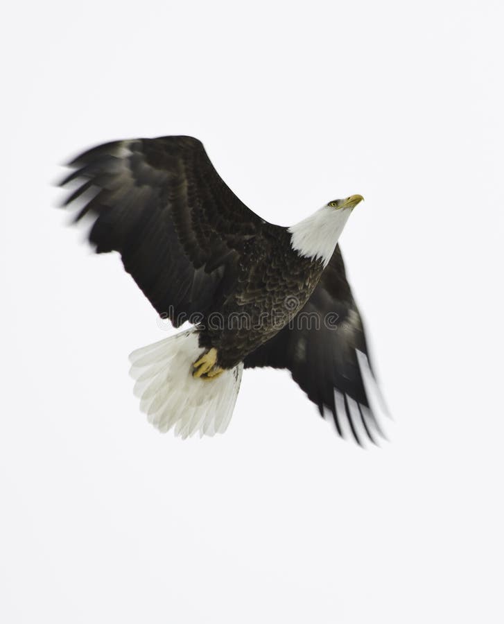 Bald Eagle (haliaeetus leucocephalus) adult flying upward on a cloudy white sky. Bald Eagle (haliaeetus leucocephalus) adult flying upward on a cloudy white sky