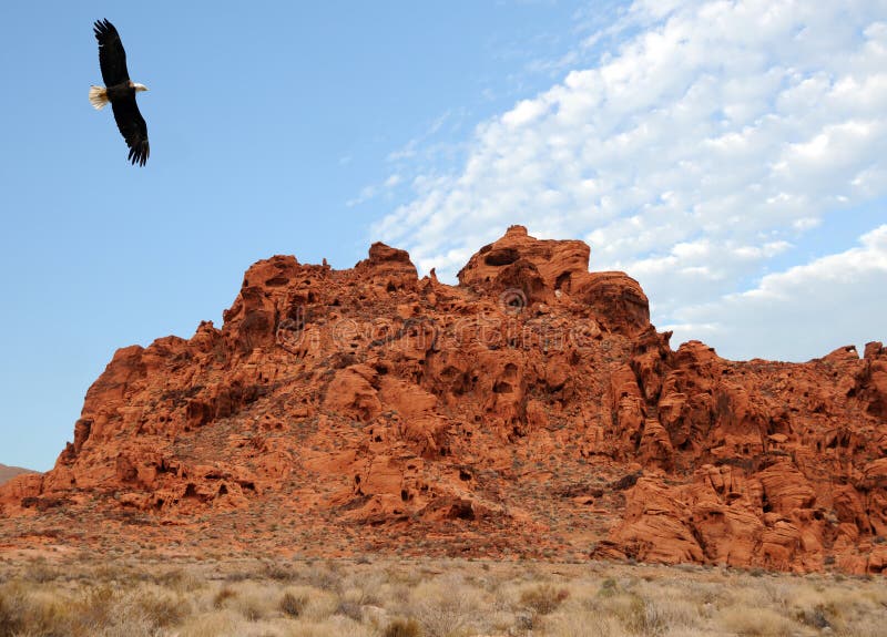 Bald Eagle flying over a red rock in Nevada, USA. Bald Eagle flying over a red rock in Nevada, USA
