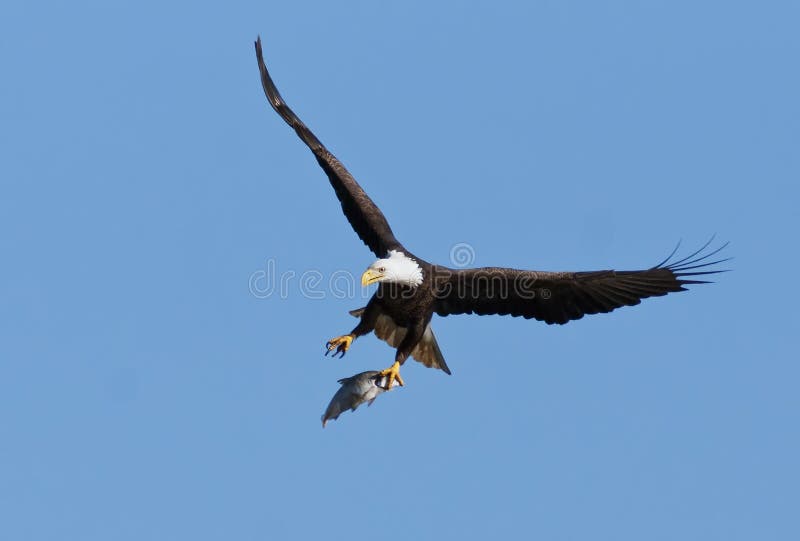 Bald Eagle flying with caught fish in talons. Bald Eagle flying with caught fish in talons.