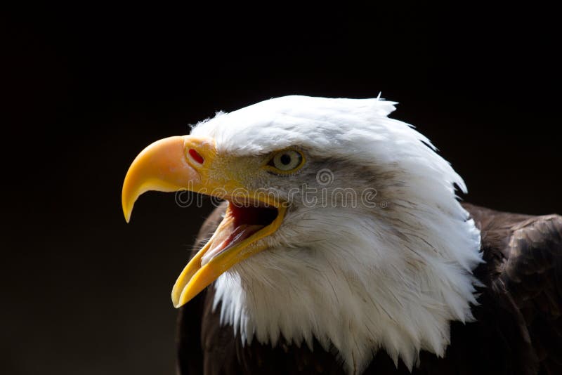 Kahler Adler mit dem Schnabel geöffnet lizenzfreies stockfoto Kahler Adler mit dem Schnabel geöffnet lizenzfreies stockfoto