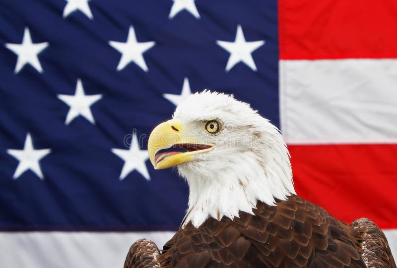 Kahler Adler und amerikanische Flagge lizenzfreie stockfotos Kahler Adler und amerikanische Flagge lizenzfreie stockfotos