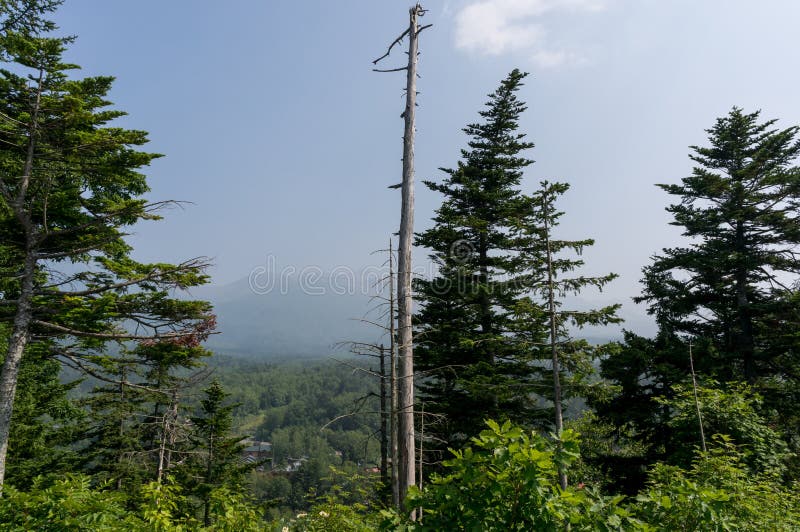 Kahler Baum unter Holz stockbild. Bild von ruhig, sommer