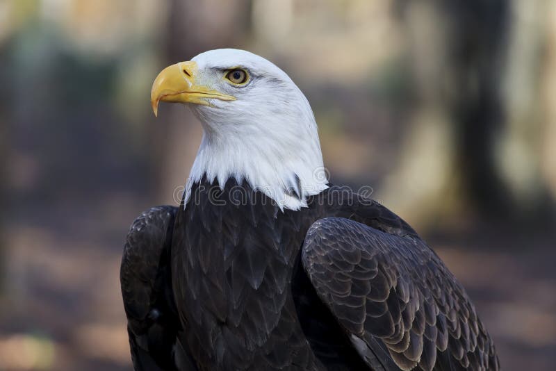 American bald eagle front view and head shot. American bald eagle front view and head shot