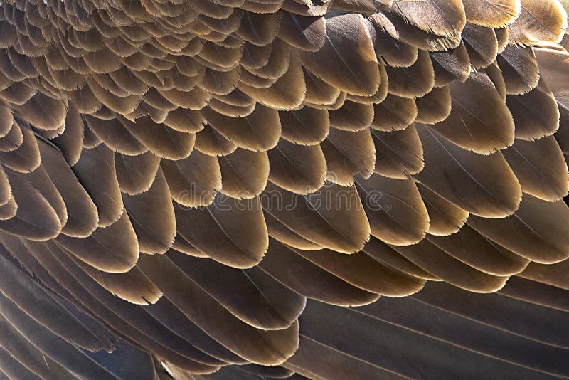 Background filled with sunlit brown wing feathers of a Bald eagle. Background filled with sunlit brown wing feathers of a Bald eagle