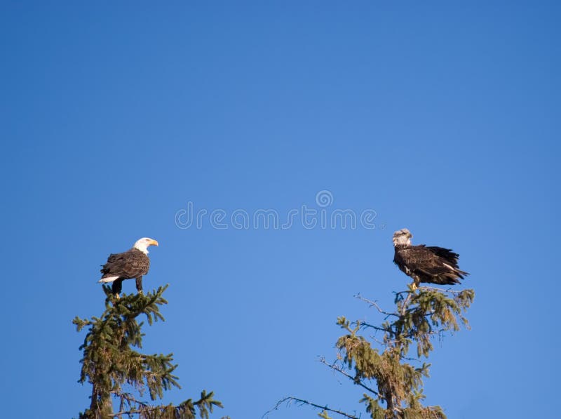 Two bald eagles perched atop trees. Two bald eagles perched atop trees