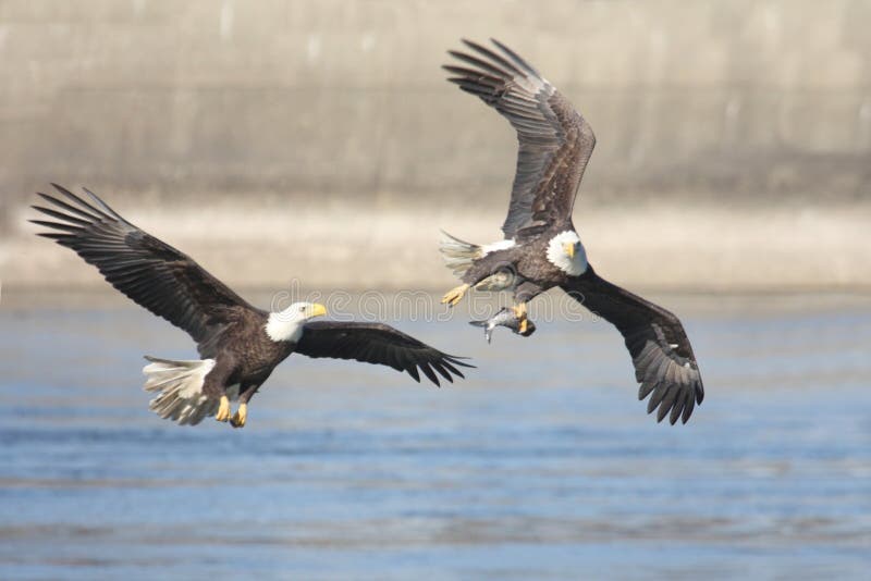 Bald Eagles (haliaeetus leucocephalus) in flight fighting over a fish. Bald Eagles (haliaeetus leucocephalus) in flight fighting over a fish