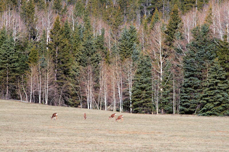 Kaibab National Forest, Arizona, USA