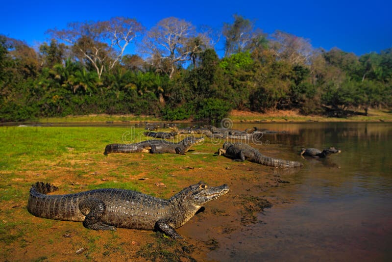 Kaiman, Yacare-Kaiman, Krokodile in der Flussoberfläche, glättend mit blauem Himmel, Tiere im Naturlebensraum Pantanal, Brasilien