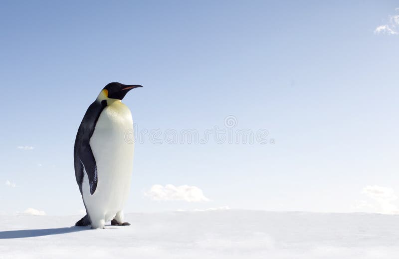Side view of Emperor penguin on snowy landscape with blue sky background and copy space. Side view of Emperor penguin on snowy landscape with blue sky background and copy space.