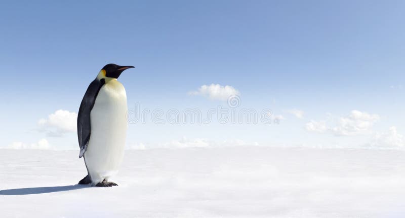 Side view of emperor penguin on snowy Antarctica landscape with blue sky background and copy space. Side view of emperor penguin on snowy Antarctica landscape with blue sky background and copy space.