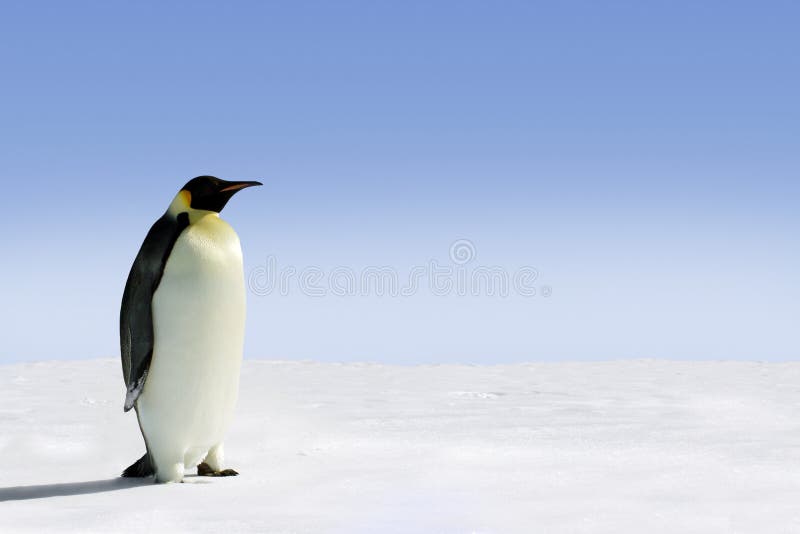 Emperor penguin stood in snow in Antarctica. Emperor penguin stood in snow in Antarctica.