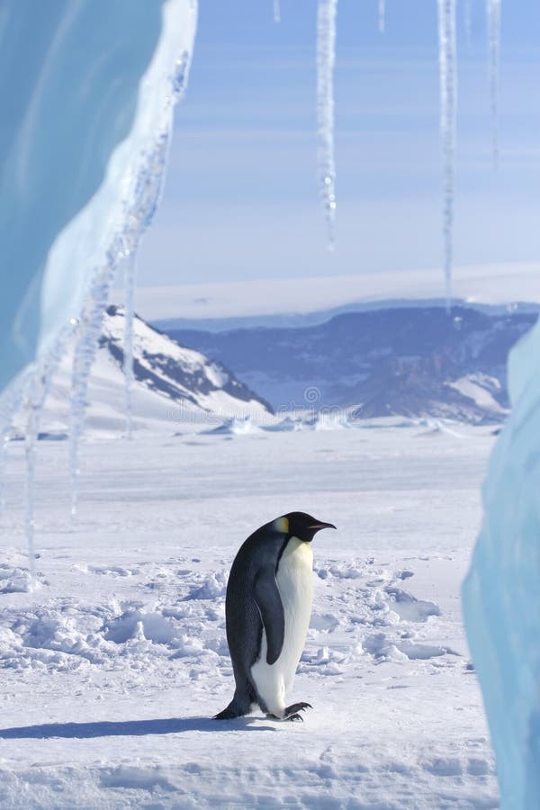 Emperor penguin (Aptenodytes forsteri) standing on the ice in the Weddell Sea, Antarctica. Emperor penguin (Aptenodytes forsteri) standing on the ice in the Weddell Sea, Antarctica