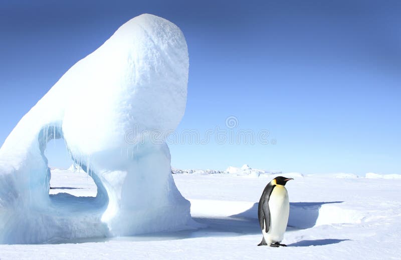 Emperor penguin (Aptenodytes forsteri) standing next to an iceberg on the sea ice of Antarctica. Emperor penguin (Aptenodytes forsteri) standing next to an iceberg on the sea ice of Antarctica