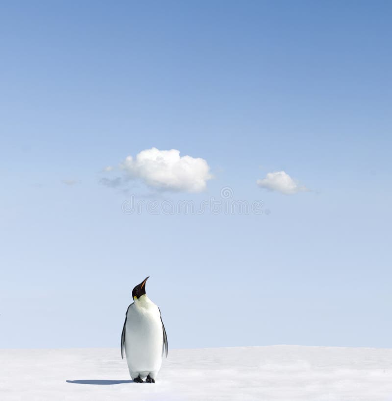 An Emperor penguin standing on an open ice or snow field on a bright, sunny day. An Emperor penguin standing on an open ice or snow field on a bright, sunny day.