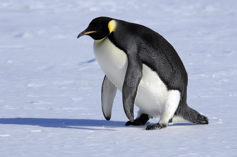 Emperor penguin is getting on its feet. Emperor penguin is getting on its feet