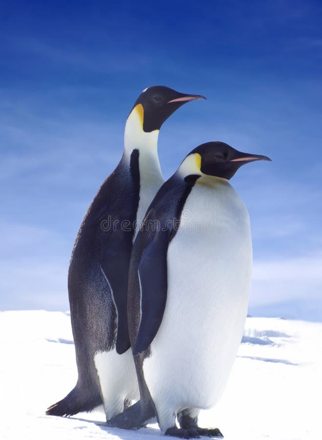 Kaiser-Pinguine stockbild Kaiser-Pinguine stockbild