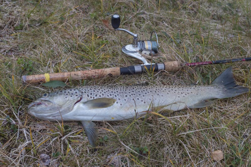 https://thumbs.dreamstime.com/b/kaitumjaure-norrbotten-sweden-agust-close-up-big-trofey-rainbow-trout-fish-displayed-grass-fly-fishing-rod-fresh-catch-163222892.jpg