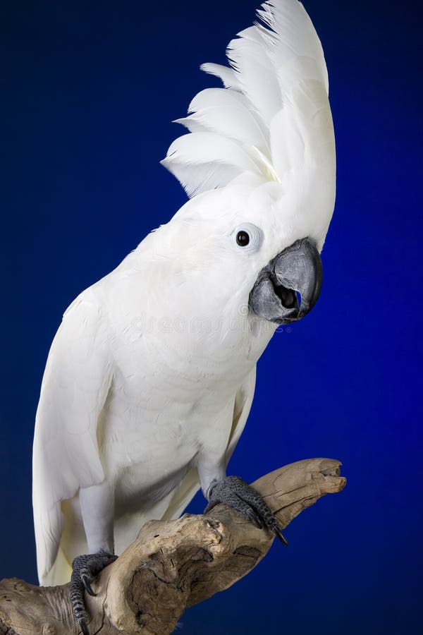Kakaduaparaplywhite royaltyfri bild