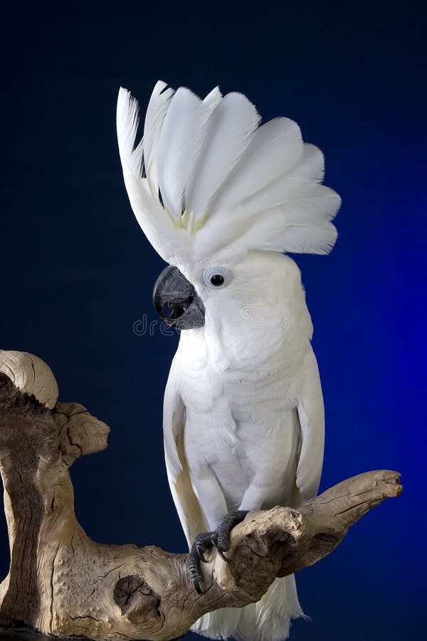 Kakaduaparaplywhite royaltyfri foto