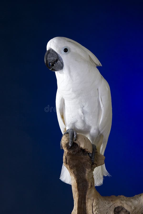Kakaduaparaplywhite arkivfoto