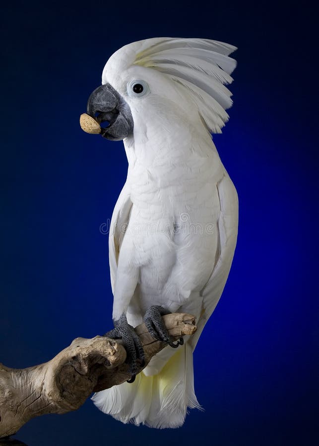 Kakaduaparaplywhite royaltyfria bilder