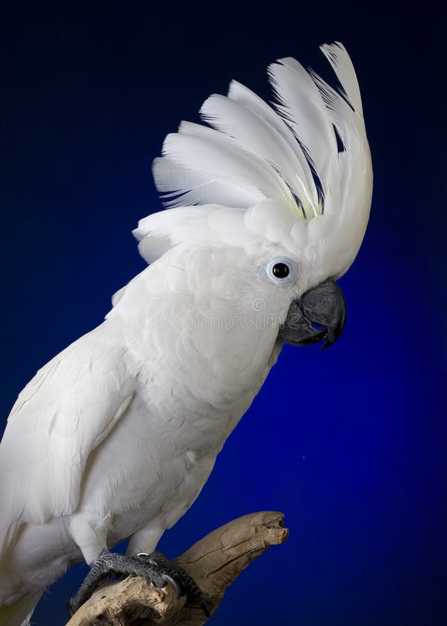 Kakaduaparaplywhite royaltyfria foton