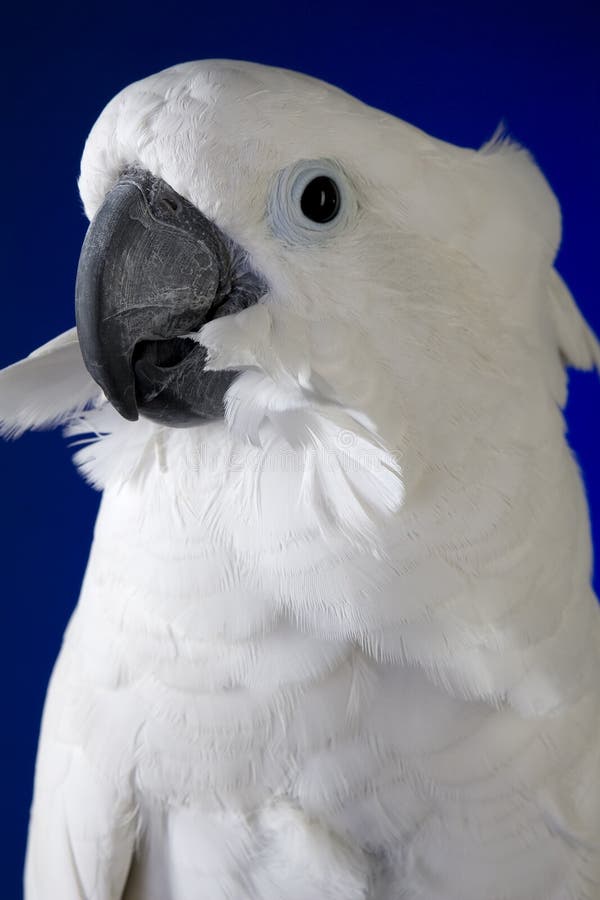 Kakaduaparaplywhite royaltyfri bild