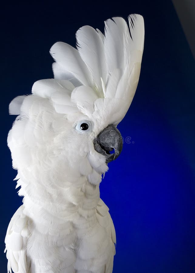 Kakaduaparaplywhite arkivfoton
