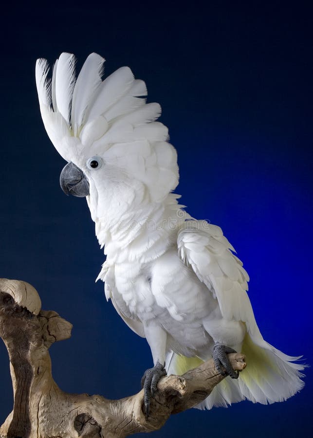 Kakaduaparaplywhite royaltyfri bild