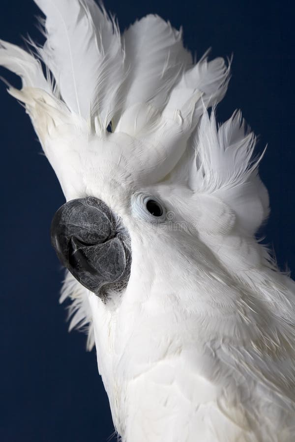 Kakaduaparaplywhite arkivbild