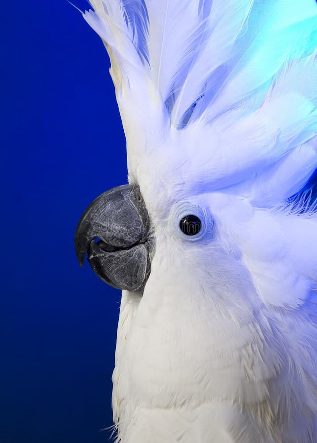 Kakaduaparaplywhite arkivbilder