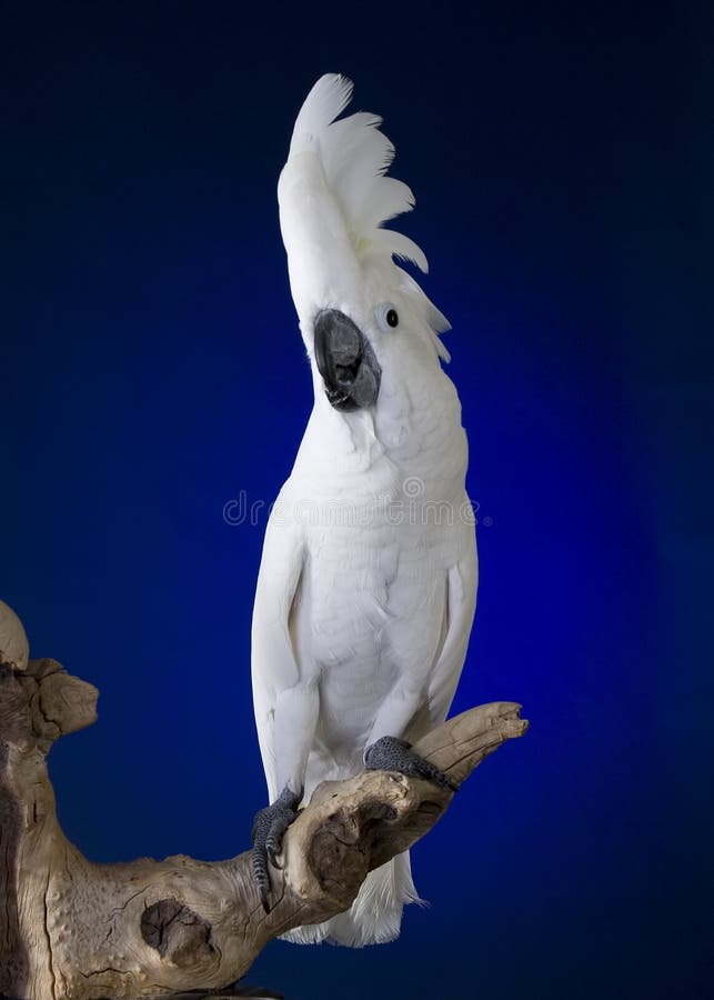 Kakaduaparaplywhite royaltyfri foto