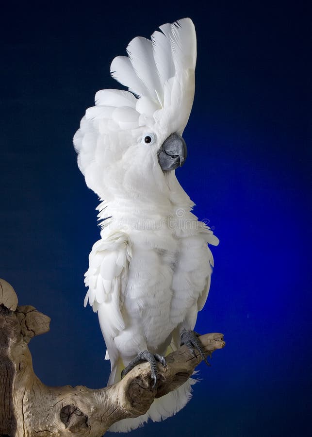 Kakaduaparaplywhite royaltyfri bild
