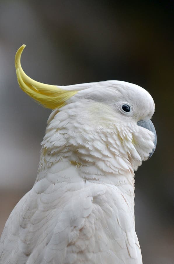 Kakaduastående New South Wales Australien royaltyfri fotografi