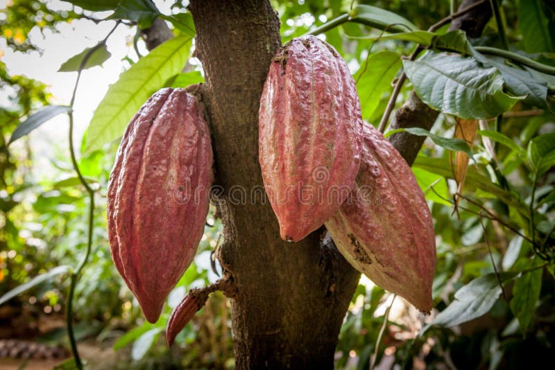 Kakao för Theobroma för kakaoträd Organiska kakaofruktfröskidor i natur royaltyfri foto