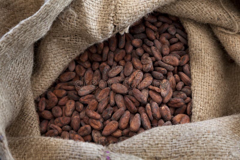 Kakaobohnen in einer Jutefasertasche