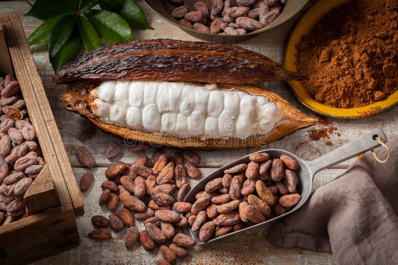 Kakaobönor och fröskida