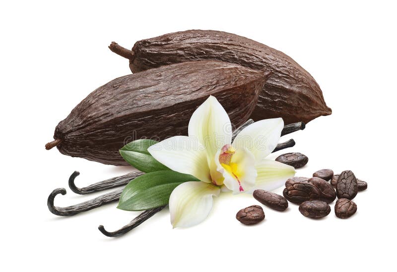Kakaobönor och vaniljbönor isolerade på vit bakgrund
