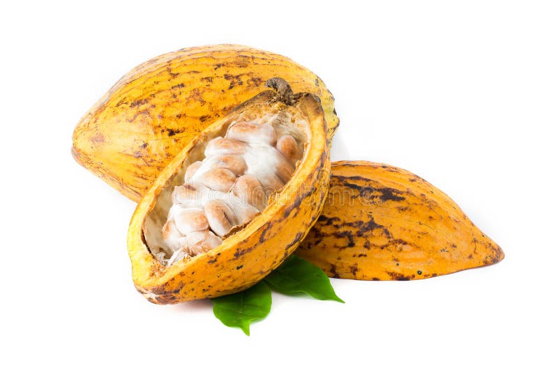 Kakaohülse auf einem weißen Hintergrund