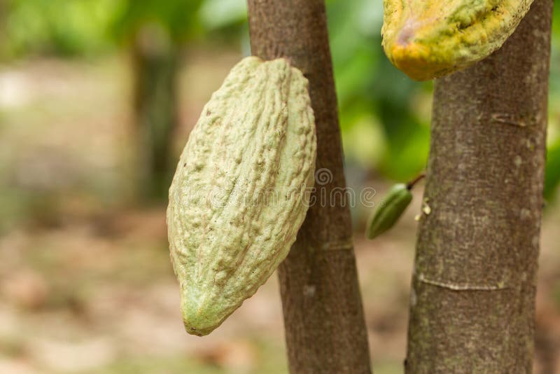 Kakaotr?d (Theobromakakao) Organiska kakaofruktfr?skidor i natur fotografering för bildbyråer Kakaotr?d (Theobromakakao) Organiska kakaofruktfr?skidor i natur fotografering för bildbyråer