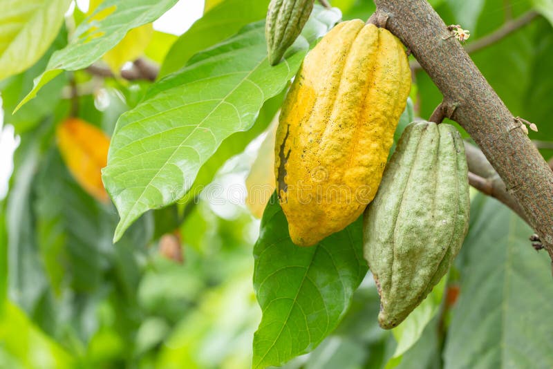 Kakaotr?d (Theobromakakao) Organiska kakaofruktfr?skidor i natur fotografering för bildbyråer Kakaotr?d (Theobromakakao) Organiska kakaofruktfr?skidor i natur fotografering för bildbyråer