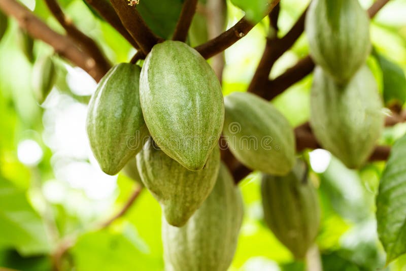 Kakaotr?d (Theobromakakao) Organiska kakaofruktfr?skidor i natur royaltyfria bilder Kakaotr?d (Theobromakakao) Organiska kakaofruktfr?skidor i natur royaltyfria bilder