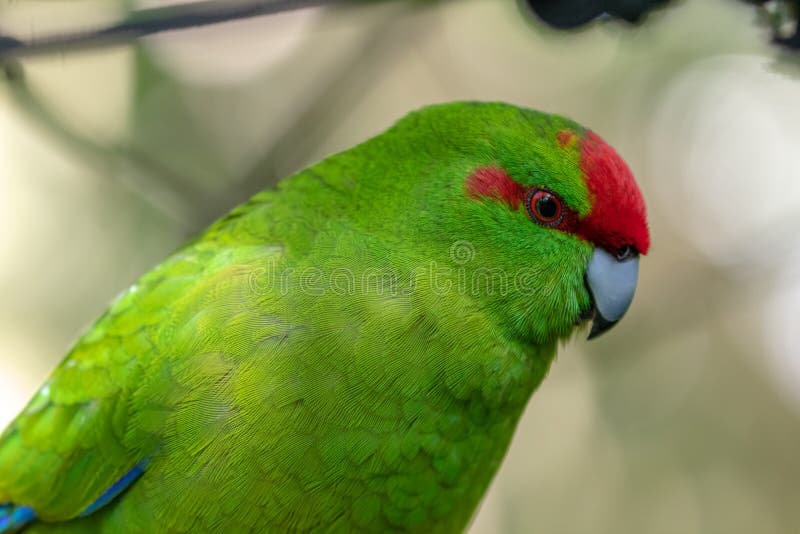 Kakariki, de Rode Bekroonde Groene Parkiet van Nieuw Zeeland dicht omhoog stock foto's Kakariki, de Rode Bekroonde Groene Parkiet van Nieuw Zeeland dicht omhoog stock foto's