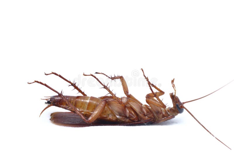 Kakkerlak
