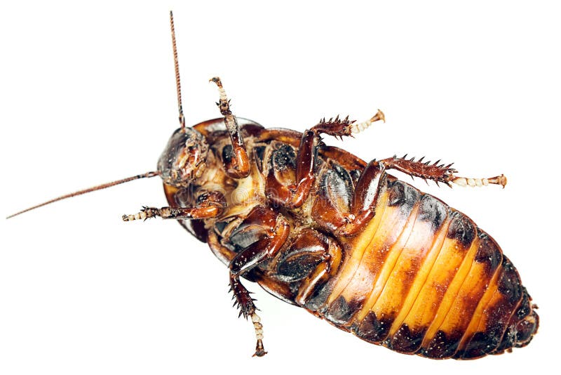 Kakkerlak die op wit wordt geïsoleerdg